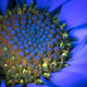 An aster exhibiting UV-induced fluorescence, similar to the fluorescence that will be measured by the OCO-3 mission.